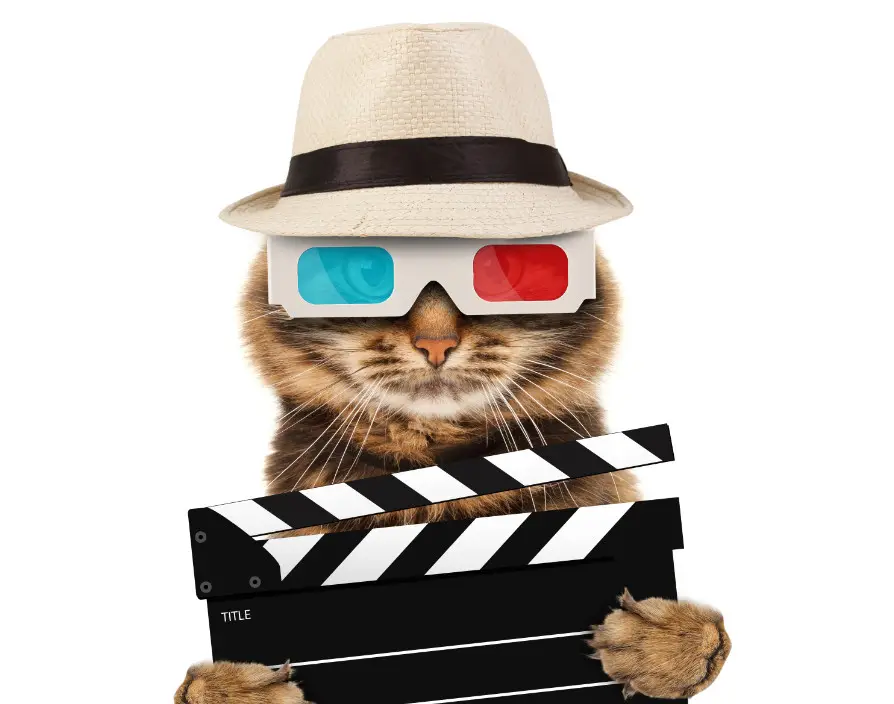 Five tips for becoming a video sensation