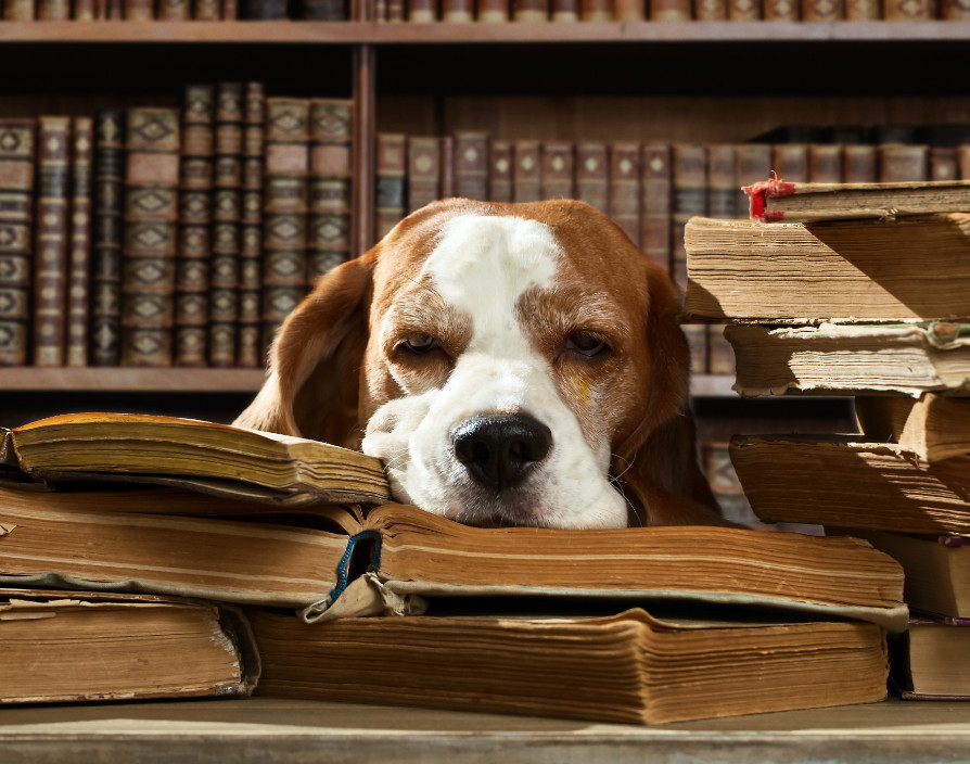 Teaching an old dog new tricks: how these page-turners help business owners make a difference