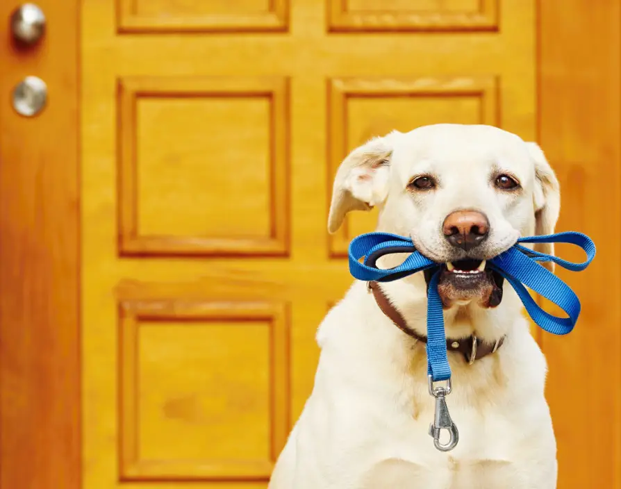 Double celebration for pet franchise
