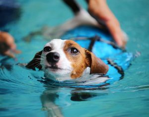 Woozelbears: Redefining pet care with cutting-edge hydrotherapy and canine fitness innovations