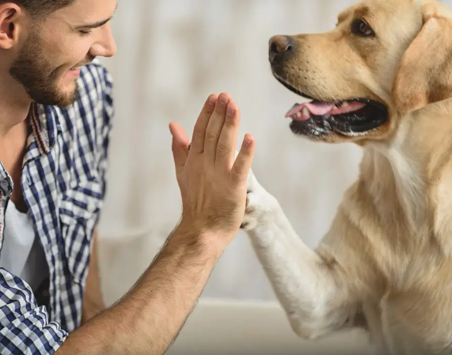 Kevin Thackrah, Director of Petpals, speaks with David Gray, the brand’s multi-unit franchisee and Brand Development Manager, to share insights on what his typical day entails.