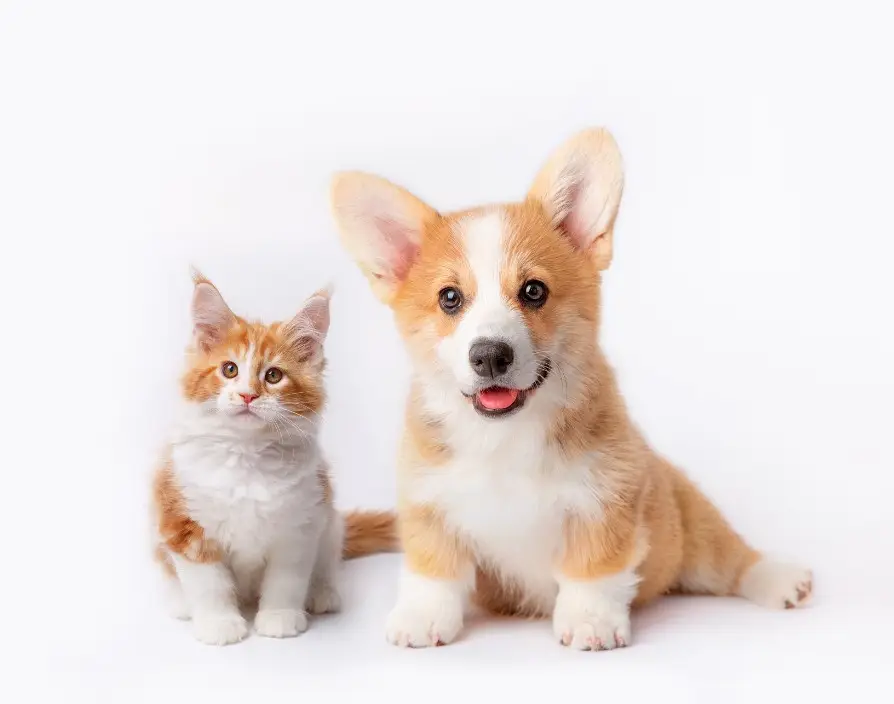 When ethical practices form the foundation of a pet care franchise, trust flourishes, reputations are elevated and both animals and communities reap the rewards.