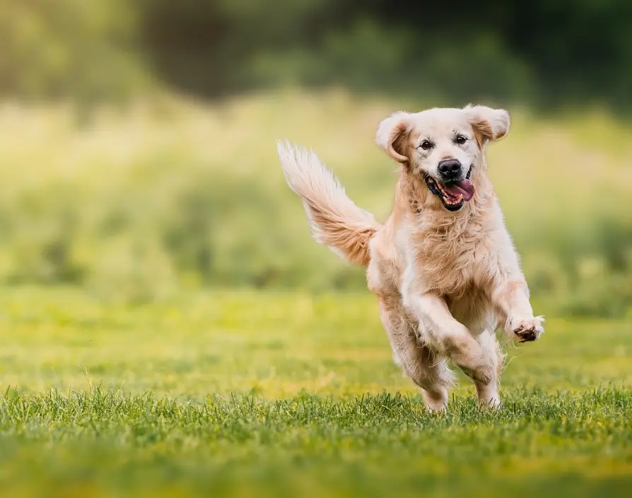 From inspiring community initiatives to prestigious award wins, franchisees have gone above and beyond to showcase what makes Petpals a leading name in pet care in the past year.