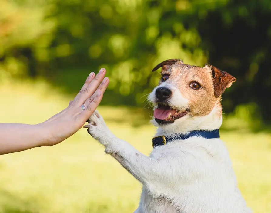 Kevin Thackrah, Director at Petpals, explores how the qualities of our furry companions mirror the key traits every franchisee needs to thrive.