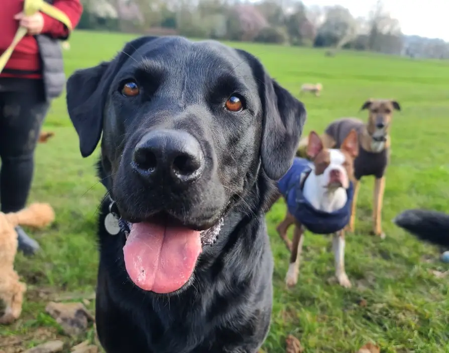 Here, Kevin Thackrah, Director of Petpals, hears from Matt and Louise as they reflect on a decade of dedication, challenges overcome, and the lessons they’ve learned along the way.