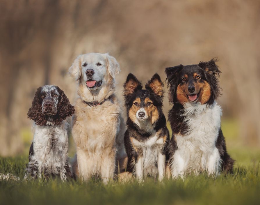 The idea of starting a pet care business often begins in a familiar setting – out walking the dog and starting to question whether it could be more than just part of the daily routine.