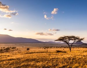 Nigel Toplis reflects on time spent in South Africa and the surprising lessons that nature - from hippo herds to hunting cheetahs - can teach business owners about structure, routine and relationships.