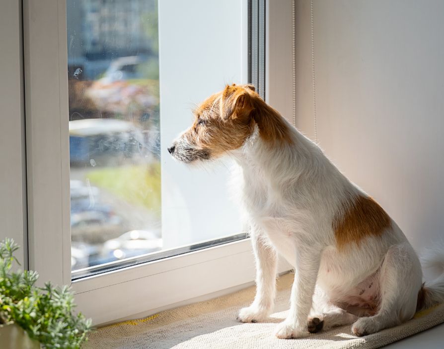 Kevin Thackrah explains how lasting lifestyle changes and generational pet ownership keep demand for professional pet care strong in the UK.