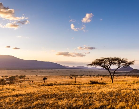 Nigel Toplis reflects on time spent in South Africa and the surprising lessons that nature - from hippo herds to hunting cheetahs - can teach business owners about structure, routine and relationships.